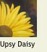 Daisy1