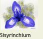 MINISisyrinchium2