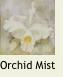 OrchidMist1