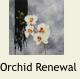 OrchidRenewal1