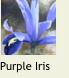 PurpleIris1