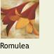 Romulea31