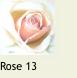 Rose131a