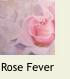 RoseFever2