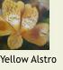 YellowAlstro1